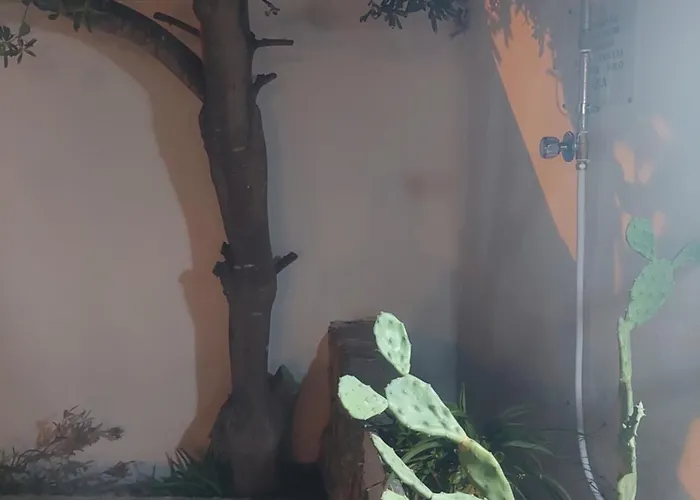 Ischia مارينا دي مانكافيسا